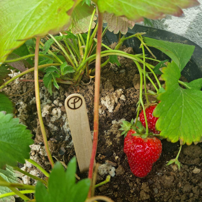 Étiquettes de jardin bois - x10