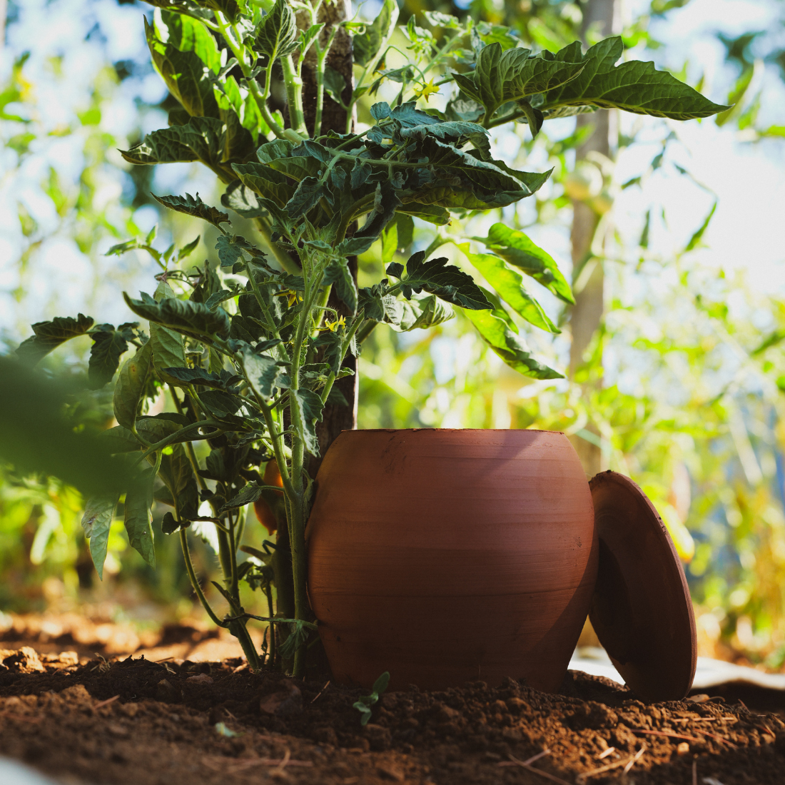 Olla à planter fertilaine® - Fabriquée en France 🇫🇷