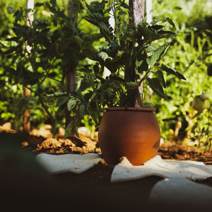 Olla à planter fertilaine® - Fabriquée en France 🇫🇷