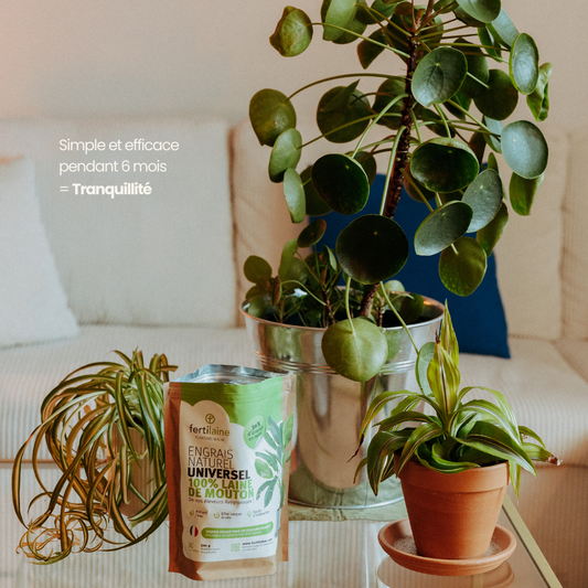 Engrais pour plantes d'Intérieur
