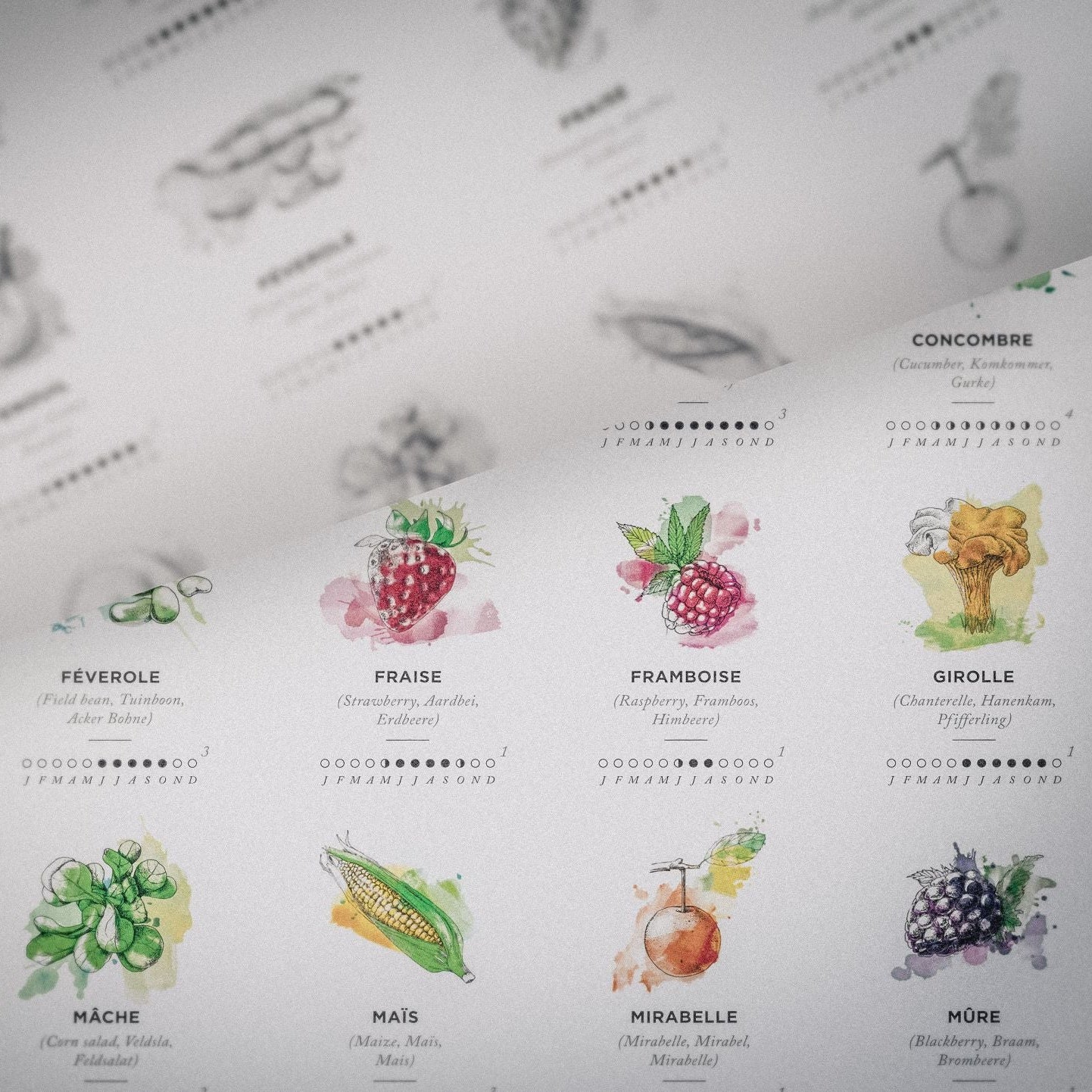 Affiche des saisons - A2